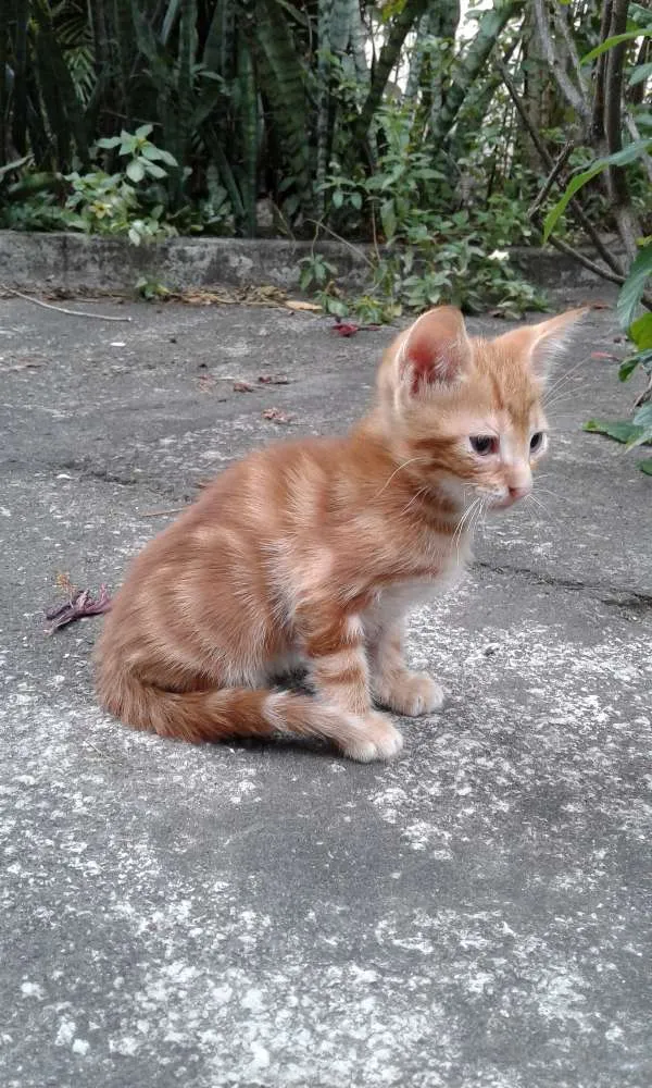 Gato ra a - idade 2 a 6 meses nome -