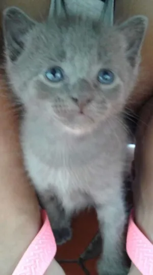 Gato raça - idade 2 a 6 meses nome -