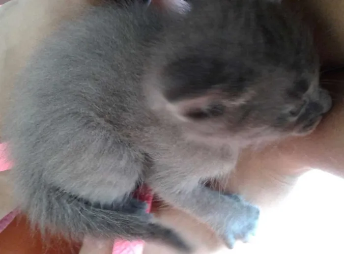 Gato ra a - idade 2 a 6 meses nome -