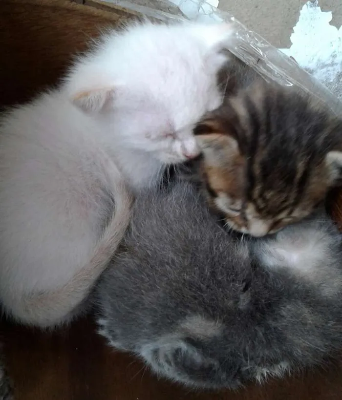 Gato ra a - idade 2 a 6 meses nome -