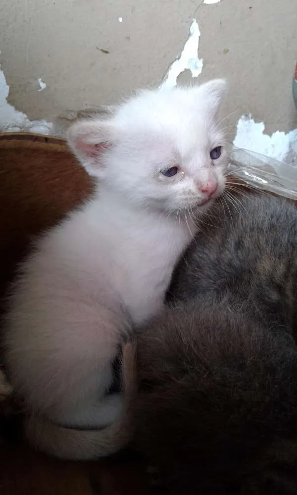 Gato ra a - idade 2 a 6 meses nome -