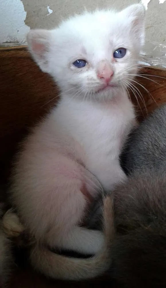 Gato ra a - idade 2 a 6 meses nome -