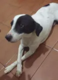Cachorro raça SRD idade 3 anos nome Darwin