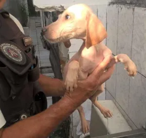 Cachorro raça não identifiquei idade 2 a 6 meses nome sem nome