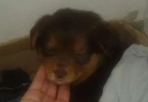 Cachorro raça Hotwalen  idade 2 a 6 meses nome Princesa