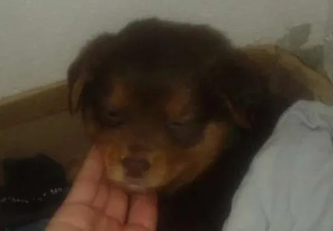 Cachorro ra a Hotwalen  idade 2 a 6 meses nome Princesa