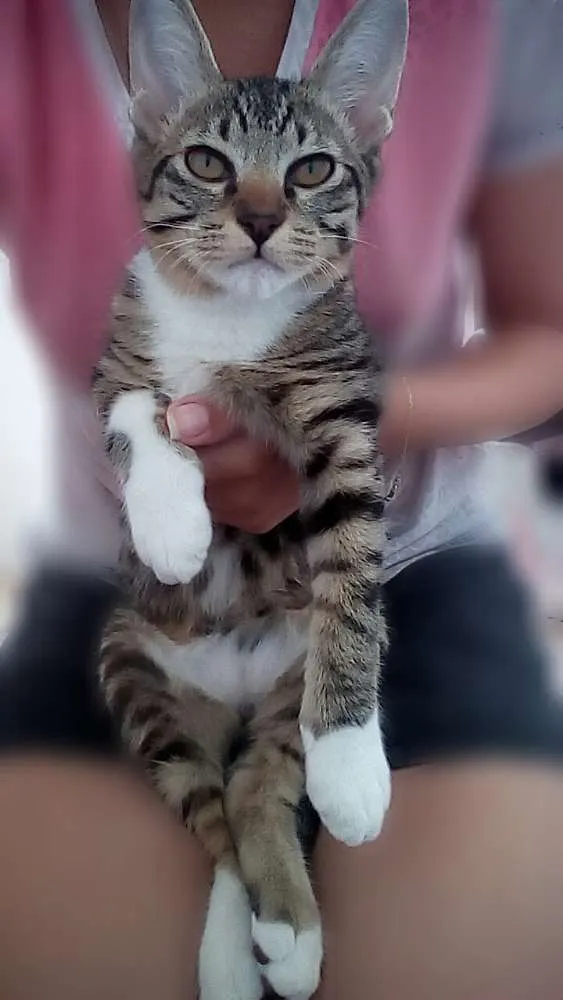 Gato ra a SRD idade 2 a 6 meses nome Zico