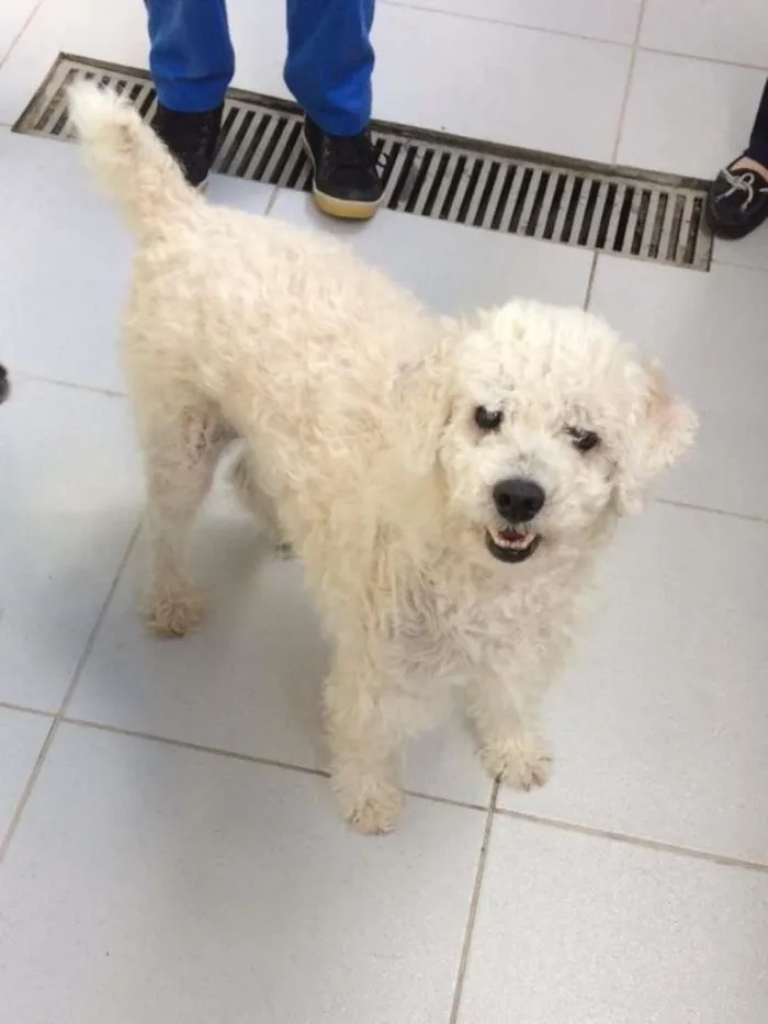 Cachorro ra a poodle idade 6 ou mais anos nome Arthur