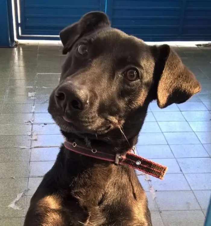 Cachorro ra a SRD idade 1 ano nome SCOTTY
