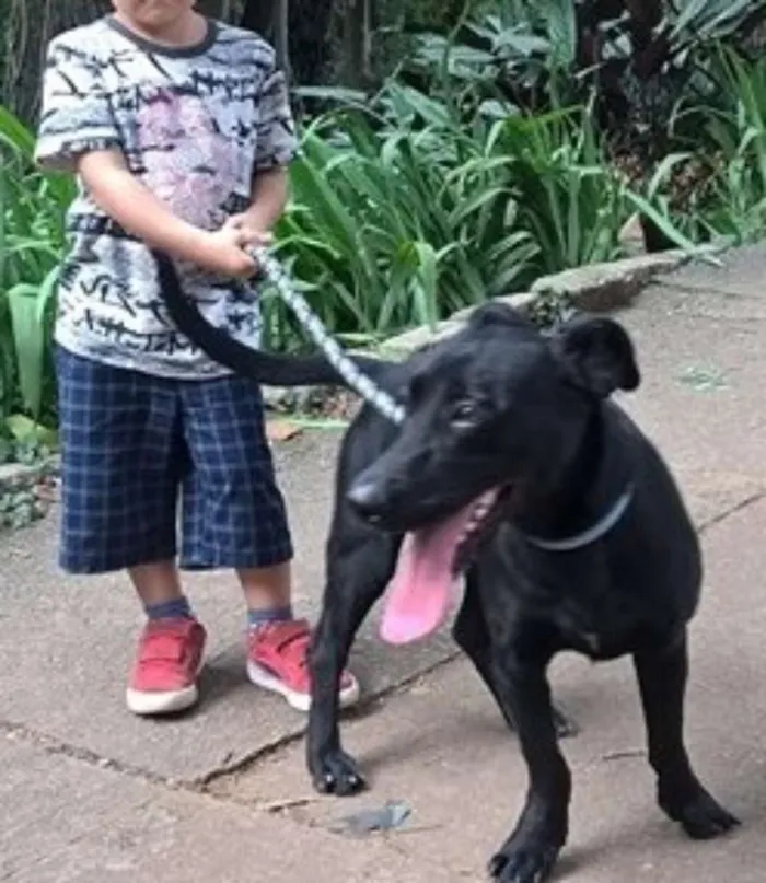 Cachorro ra a SRD idade 1 ano nome SCOTTY