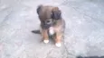 bidu