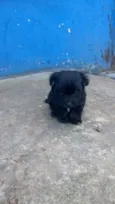 bidu