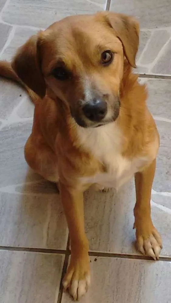 Cachorro ra a SRD idade 1 ano nome Costelinha