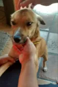 Costelinha