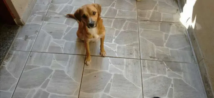 Cachorro ra a SRD idade 1 ano nome Costelinha
