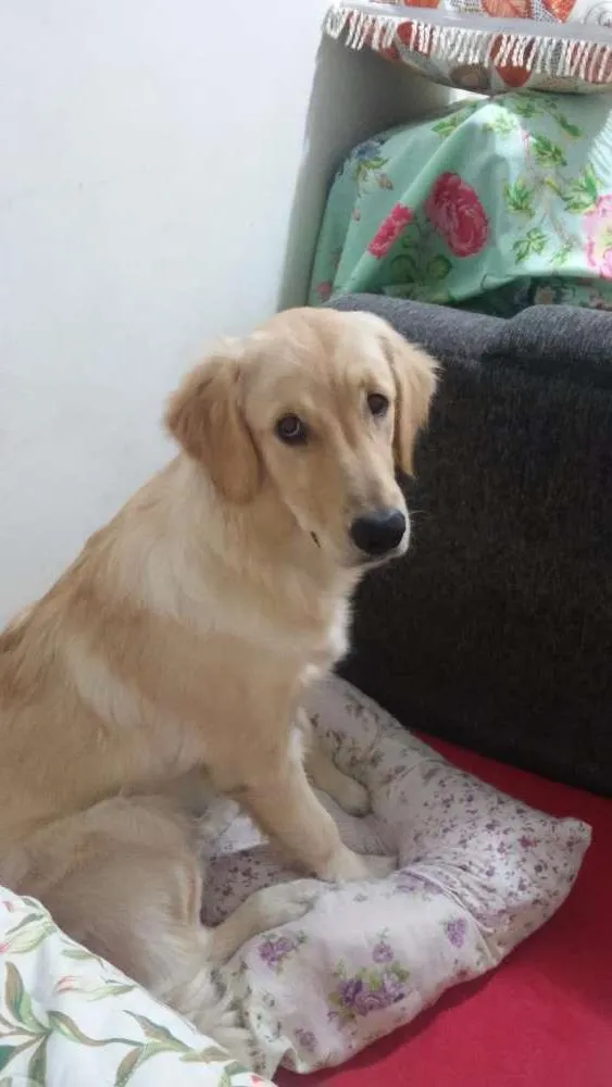 Cachorro ra a Golden retriever idade 2 a 6 meses nome Lili