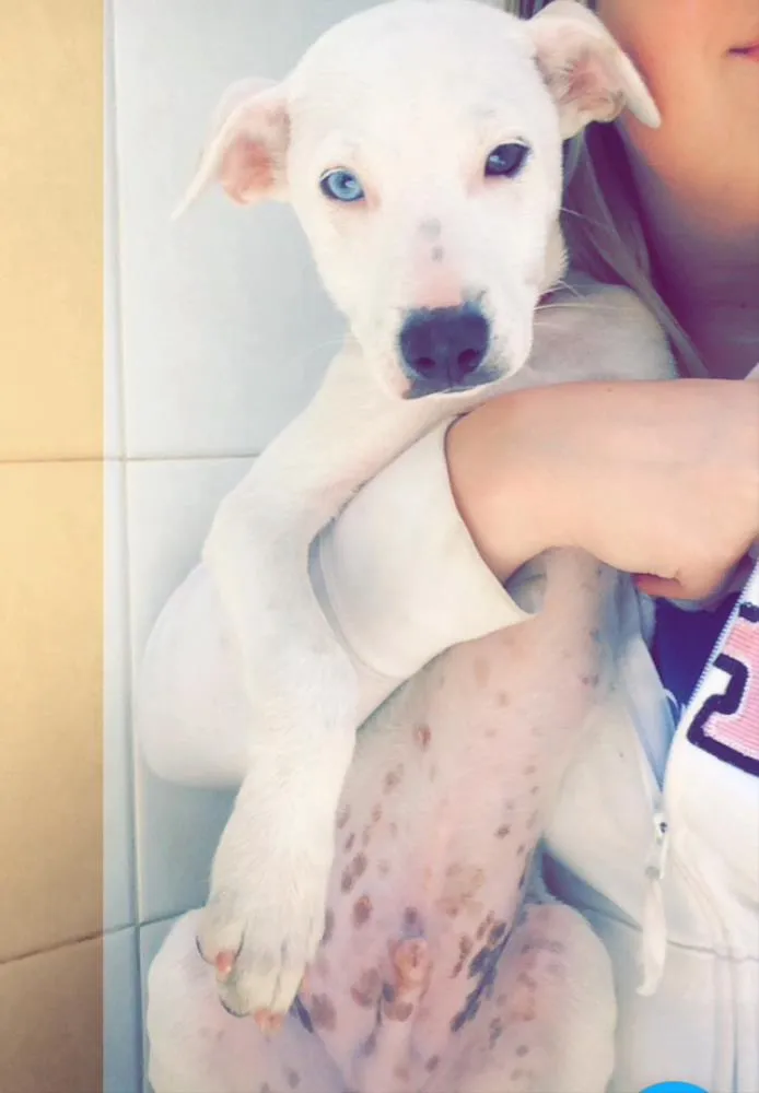Cachorro ra a SRD idade 2 a 6 meses nome Branquinho