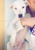 Branquinho