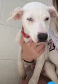 Branquinho