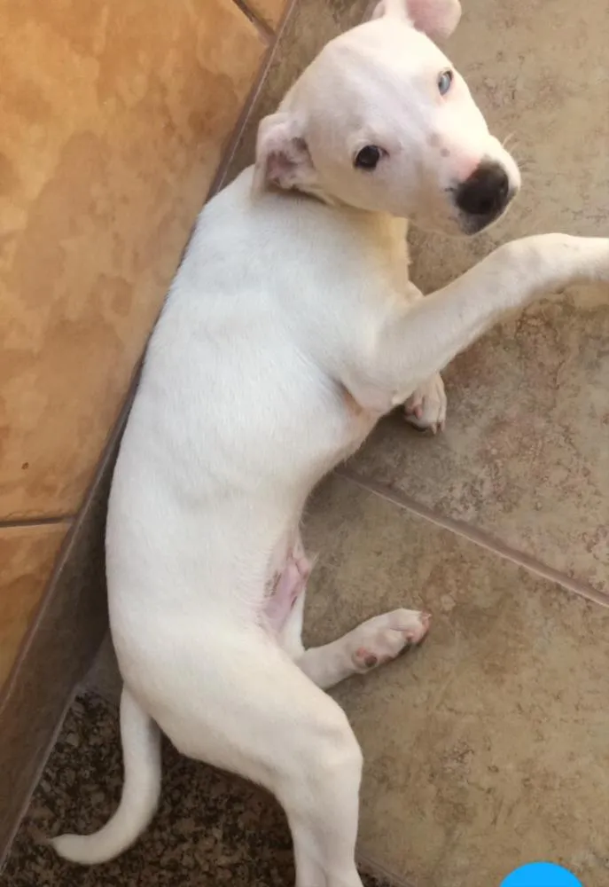 Cachorro ra a SRD idade 2 a 6 meses nome Branquinho