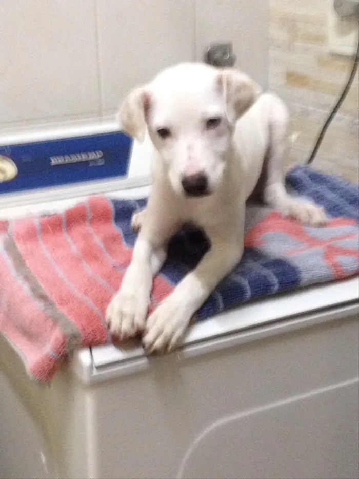 Cachorro ra a SRD idade 2 a 6 meses nome Branquinho