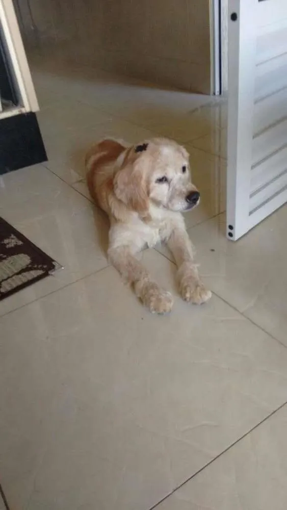 Cachorro ra a Cocker idade 5 anos nome Kiara