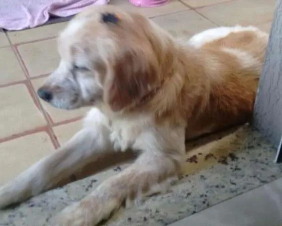 Cachorro ra a Cocker idade 5 anos nome Kiara
