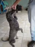 Branquinho e Negão