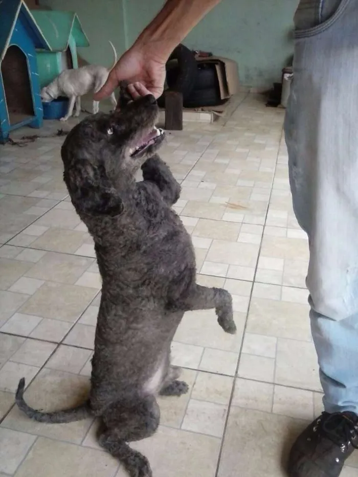 Cachorro raça Poodle idade 6 ou mais anos nome Branquinho e Negão