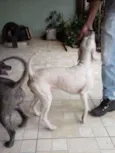 Branquinho e Negão
