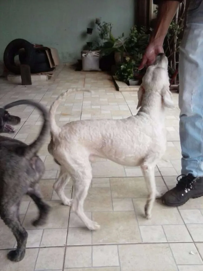 Cachorro raça Poodle idade 6 ou mais anos nome Branquinho e Negão
