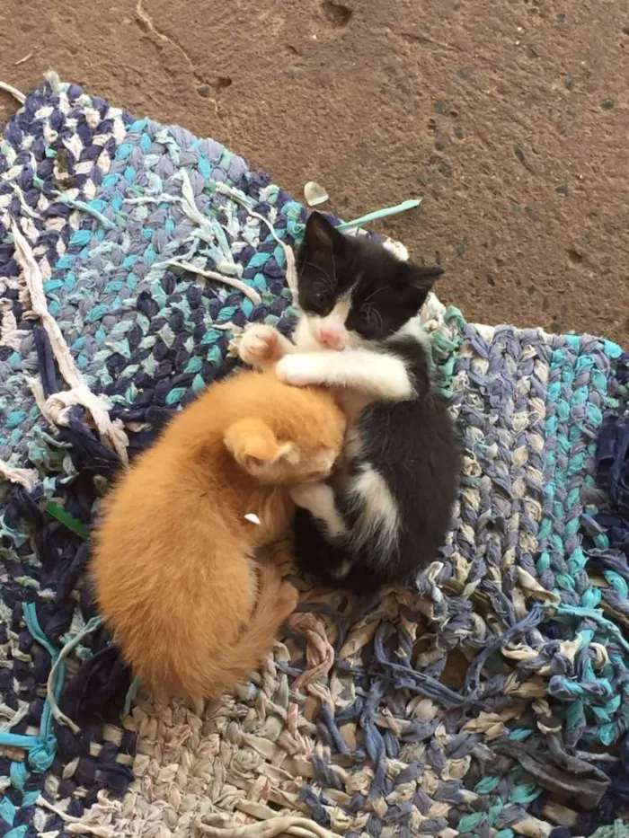 Gato raça SRD idade Abaixo de 2 meses nome ADOTE