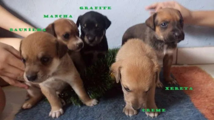 Cachorro ra a SRD idade Abaixo de 2 meses nome 5 machos