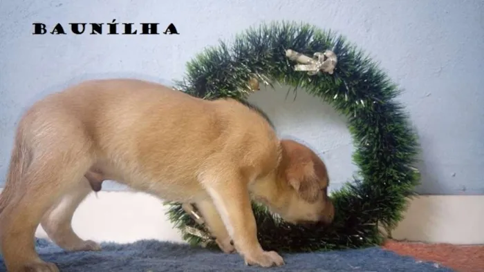 Cachorro ra a SRD idade Abaixo de 2 meses nome 5 machos