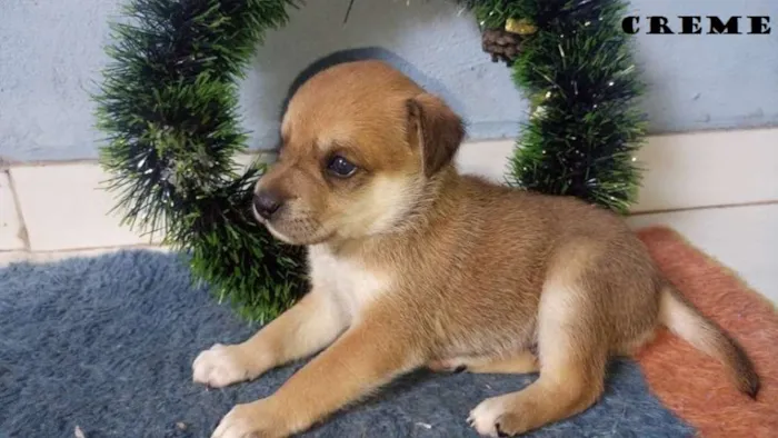 Cachorro ra a SRD idade Abaixo de 2 meses nome 5 machos
