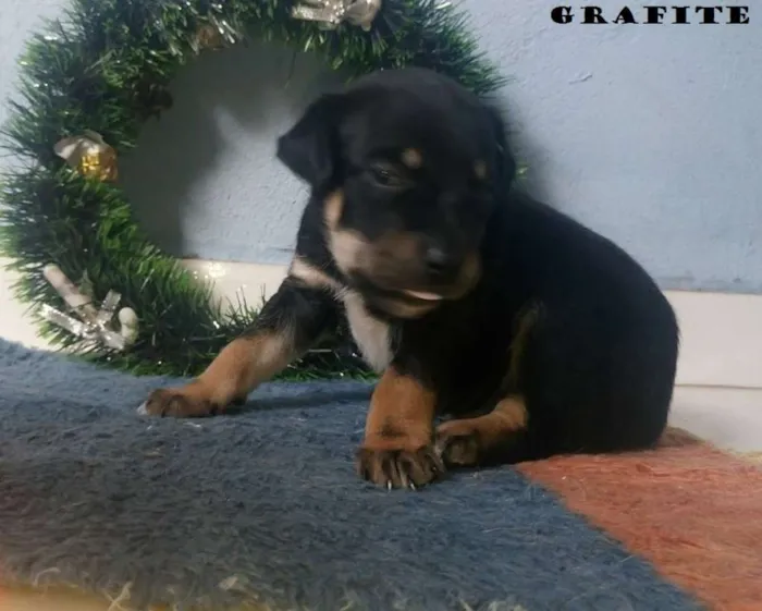 Cachorro ra a SRD idade Abaixo de 2 meses nome 5 machos