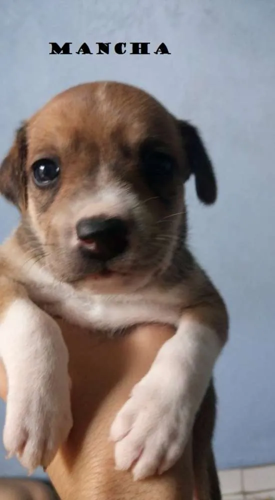 Cachorro ra a SRD idade Abaixo de 2 meses nome 5 machos