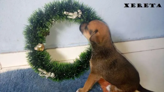 Cachorro ra a SRD idade Abaixo de 2 meses nome 5 machos