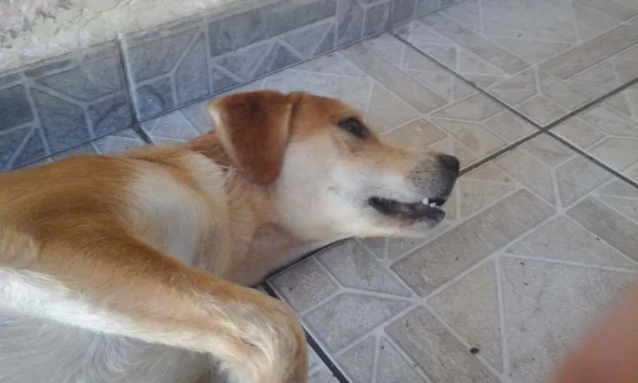 Cachorro ra a SRD idade 2 anos nome Pipoca e Tiririca