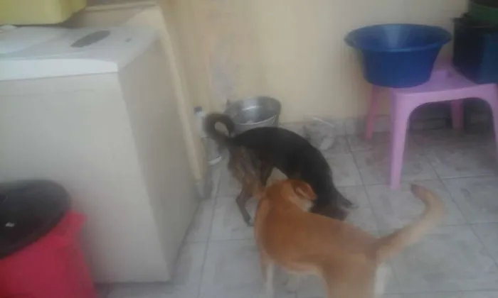 Cachorro ra a SRD idade 2 anos nome Pipoca e Tiririca