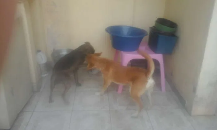 Cachorro ra a SRD idade 2 anos nome Pipoca e Tiririca