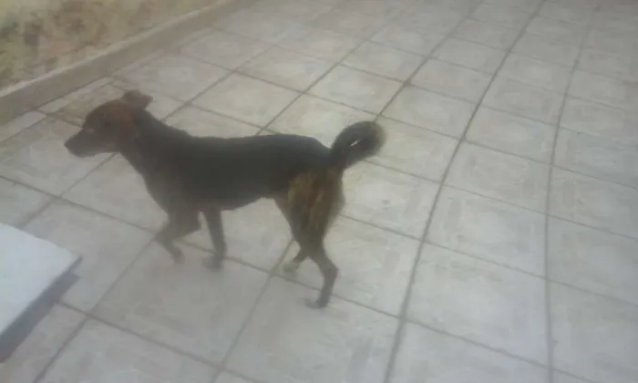 Cachorro ra a SRD idade 2 anos nome Pipoca e Tiririca