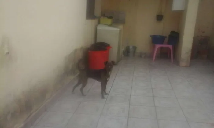 Cachorro ra a SRD idade 2 anos nome Pipoca e Tiririca