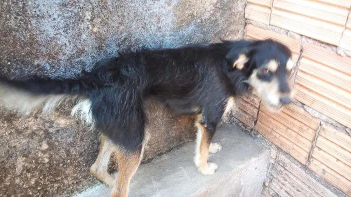 Cachorro ra a Vira-Lata idade 2 anos nome Alfredo