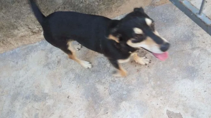 Cachorro ra a Vira-Lata idade 3 anos nome Paty