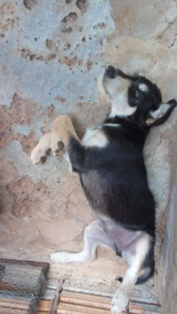 Cachorro ra a Vira-Lata idade 2 a 6 meses nome Junior