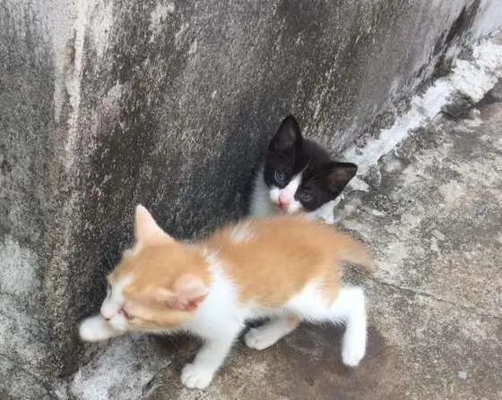Gato raça SRD idade Abaixo de 2 meses nome ADOTE