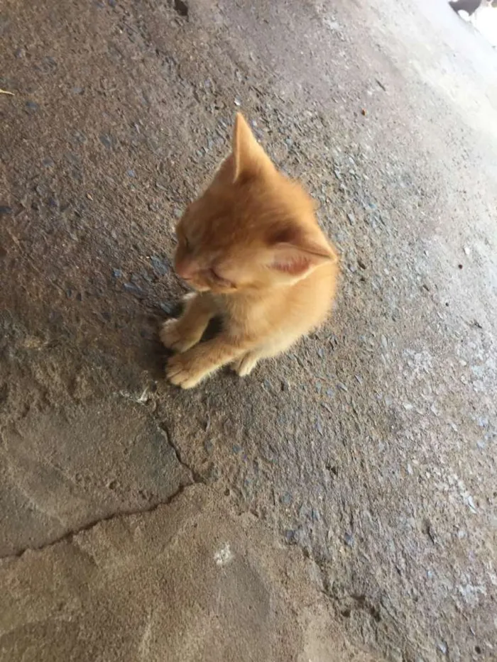 Gato raça SRD idade Abaixo de 2 meses nome ADOTE