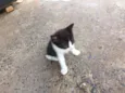 ADOTE