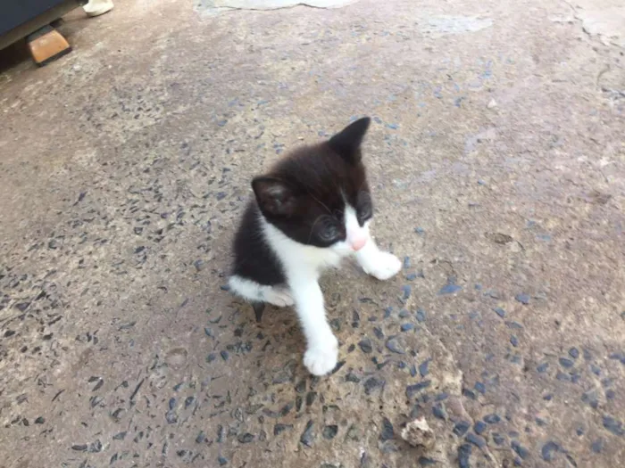 Gato raça SRD idade Abaixo de 2 meses nome ADOTE